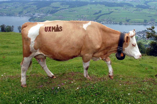 Cow branded with